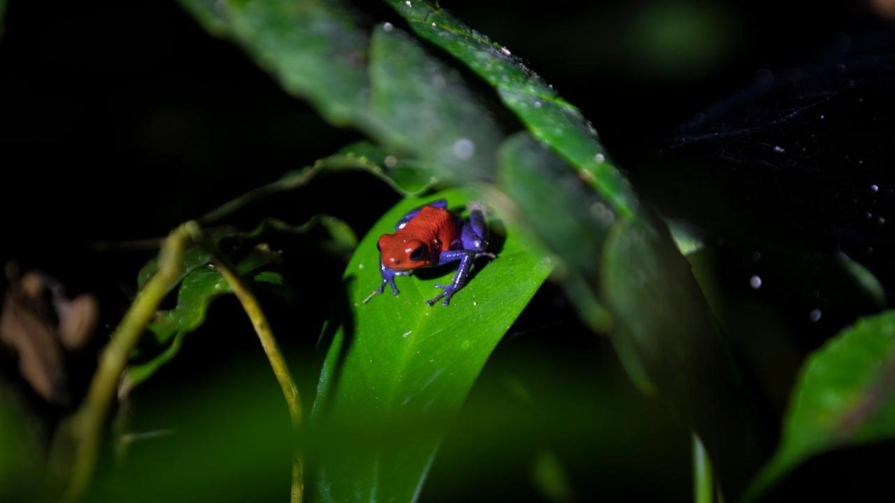 Hotel Rancho Cerro Azul La Fortuna Bagian luar foto